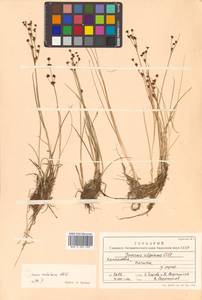 Juncus alpinoarticulatus Chaix, Siberia, Chukotka & Kamchatka (S7) (Russia)