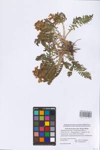 Pedicularis physocalyx Bunge, Eastern Europe, Eastern region (E10) (Russia)