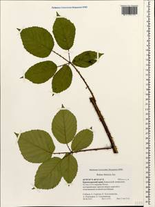 Rubus ibericus Juz., Caucasus, Krasnodar Krai & Adygea (K1a) (Russia)