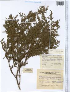 Calocedrus formosana (Florin) Florin, South Asia, South Asia (Asia outside ex-Soviet states and Mongolia) (ASIA) (China)