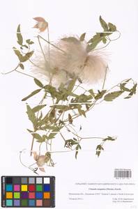 Clematis tangutica (Maxim.) Korsh., Eastern Europe, Moscow region (E4a) (Russia)