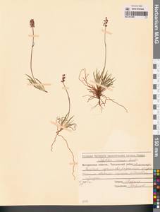 Tofieldia cernua Sm., Siberia, Chukotka & Kamchatka (S7) (Russia)