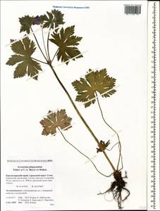 Geranium platypetalum Fisch. & C.A. Mey., Caucasus, Krasnodar Krai & Adygea (K1a) (Russia)