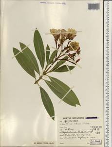 Nerium indicum Mill., South Asia, South Asia (Asia outside ex-Soviet states and Mongolia) (ASIA) (Iran)