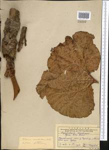 Rheum cordatum Losinsk., Middle Asia, Western Tian Shan & Karatau (M3) (Kazakhstan)