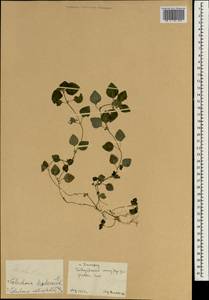 Meehania urticifolia (Miq.) Makino, South Asia, South Asia (Asia outside ex-Soviet states and Mongolia) (ASIA) (China)
