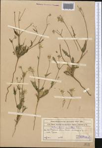 Heteroderis pusilla (Boiss.) Boiss., Middle Asia, Muyunkumy, Balkhash & Betpak-Dala (M9) (Kazakhstan)