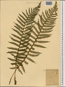 Polystichum aculeatum (L.) Roth, Caucasus, Black Sea Shore (from Novorossiysk to Adler) (K3) (Russia)