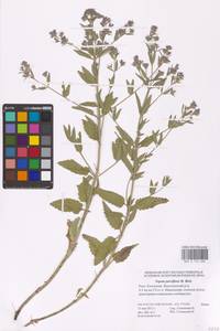 MHA 0 155 685, Nepeta ucranica subsp. parviflora (M.Bieb.) M.Masclans de Bolos, Eastern Europe, Lower Volga region (E9) (Russia)