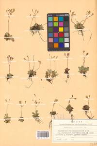 Micranthes stellaris subsp. stellaris, Eastern Europe, Northern region (E1) (Russia)