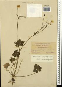 Ranunculus neapolitanus Ten., Crimea (KRYM) (Russia)