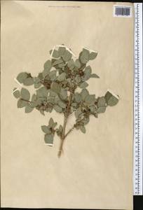Lonicera altmannii Regel & Schmalh., Middle Asia, Northern & Central Tian Shan (M4) (Not classified)