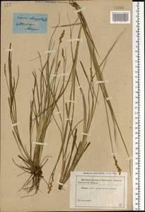 Carex elongata L., Eastern Europe, Moscow region (E4a) (Russia)