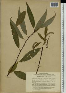 Salix silesiaca Willd., Eastern Europe, Latvia (E2b) (Latvia)