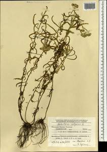 Achillea alpina subsp. alpina, Mongolia (MONG) (Mongolia)
