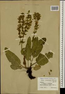 Salvia staminea Montbret & Aucher ex Benth., Caucasus, Armenia (K5) (Armenia)