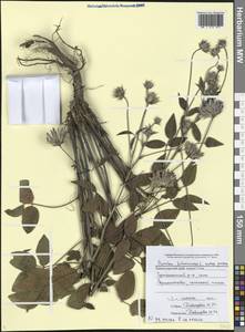 Bituminaria bituminosa (L.) C.H.Stirt., Caucasus, Black Sea Shore (from Novorossiysk to Adler) (K3) (Russia)