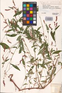 Persicaria maculosa Gray, Eastern Europe, Lithuania (E2a) (Lithuania)