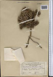 Acantholimon blandum Czerniak., Middle Asia, Kopet Dag, Badkhyz, Small & Great Balkhan (M1) (Turkmenistan)