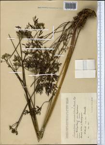 Kreidion chinensis (L.) Raf., Siberia, Russian Far East (S6) (Russia)