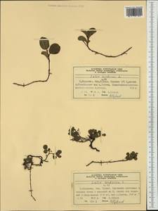 Salix herbacea L., Western Europe (EUR) (Norway)