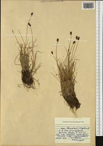 Carex, Western Europe (EUR) (Svalbard and Jan Mayen)