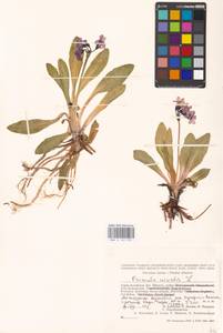 Primula nivalis Pall., Siberia, Altai & Sayany Mountains (S2) (Russia)