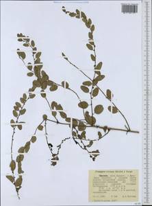 Flueggea virosa (Roxb. ex Willd.) Royle, Africa (AFR) (Ethiopia)