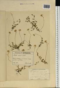 Draba sibirica (Pall.) Thell., Eastern Europe, Moscow region (E4a) (Russia)