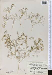 Psammogeton capillifolium (Regel & Schmalh.) Mousavi, Mozaff. & Zarre, Middle Asia, Syr-Darian deserts & Kyzylkum (M7) (Uzbekistan)