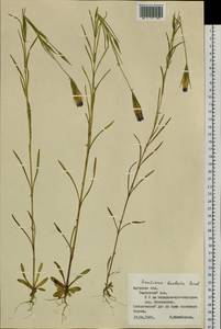 Gentianopsis barbata (Froel.) Ma, Siberia, Russian Far East (S6) (Russia)