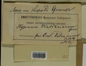 Callicladium haldaneanum (Grev.) H.A. Crum, Bryophytes, Bryophytes - Central forest-and-steppe region (B10) (Russia)