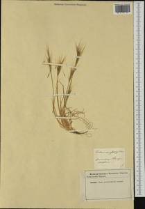 Vulpia fasciculata (Forssk.) Samp., Western Europe (EUR) (Not classified)