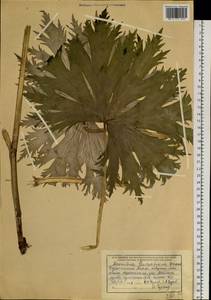 Aconitum leucostomum Vorosch., Siberia, Western (Kazakhstan) Altai Mountains (S2a) (Kazakhstan)