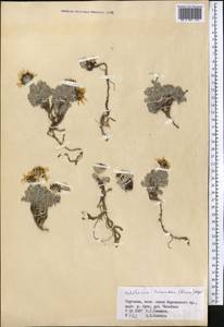 Waldheimia tomentosa (Decne.) Regel, Middle Asia, Western Tian Shan & Karatau (M3) (Kyrgyzstan)