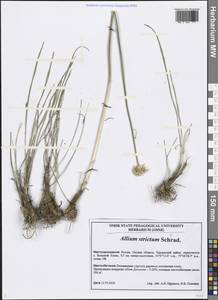 Allium strictum Schrad., Siberia, Western Siberia (S1) (Russia)