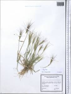 Aegilops, Middle Asia, Pamir & Pamiro-Alai (M2) (Uzbekistan)