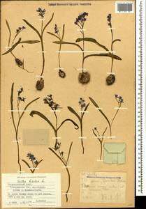 Scilla bifolia L., Caucasus, Stavropol Krai, Karachay-Cherkessia & Kabardino-Balkaria (K1b) (Russia)