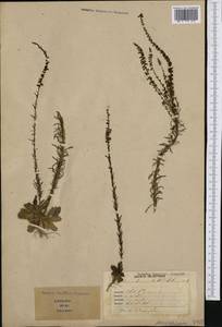 Anarrhinum bellidifolium (L.) Willd., Western Europe (EUR) (Italy)