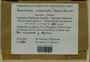 Lescuraea incurvata, Bryophytes, Bryophytes - North Caucasus & Ciscaucasia (B12) (Russia)