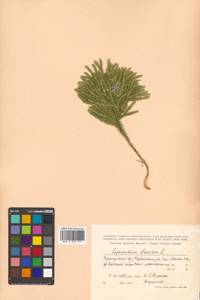 Dendrolycopodium obscurum (L.) A. Haines, Siberia, Russian Far East (S6) (Russia)