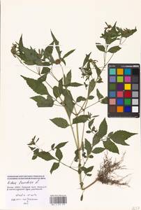 Bidens frondosa L., Eastern Europe, Moscow region (E4a) (Russia)