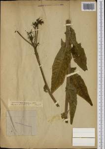 Sonchus palustris L., Caucasus (no precise locality) (K0) (Not classified)