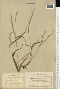 Elymus caninus (L.) L., Eastern Europe, Latvia (E2b) (Latvia)