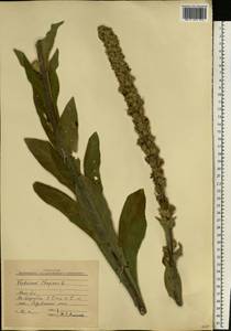 Verbascum thapsus L., Eastern Europe, Central region (E4) (Russia)