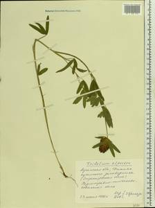 Trifolium alpestre L., Eastern Europe, North Ukrainian region (E11) (Ukraine)