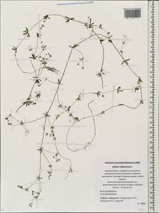 Galium uliginosum L., Eastern Europe, North-Western region (E2) (Russia)