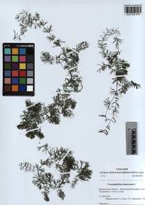 KUZ 003 816, Ceratophyllum demersum L., Siberia, Altai & Sayany Mountains (S2) (Russia)