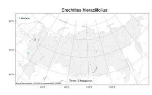 Erechtites hieraciifolius (L.) Raf. ex DC., Atlas of the Russian Flora (FLORUS) (Russia)