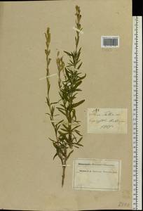 Silene tatarica (L.) Pers., Eastern Europe, Moscow region (E4a) (Russia)